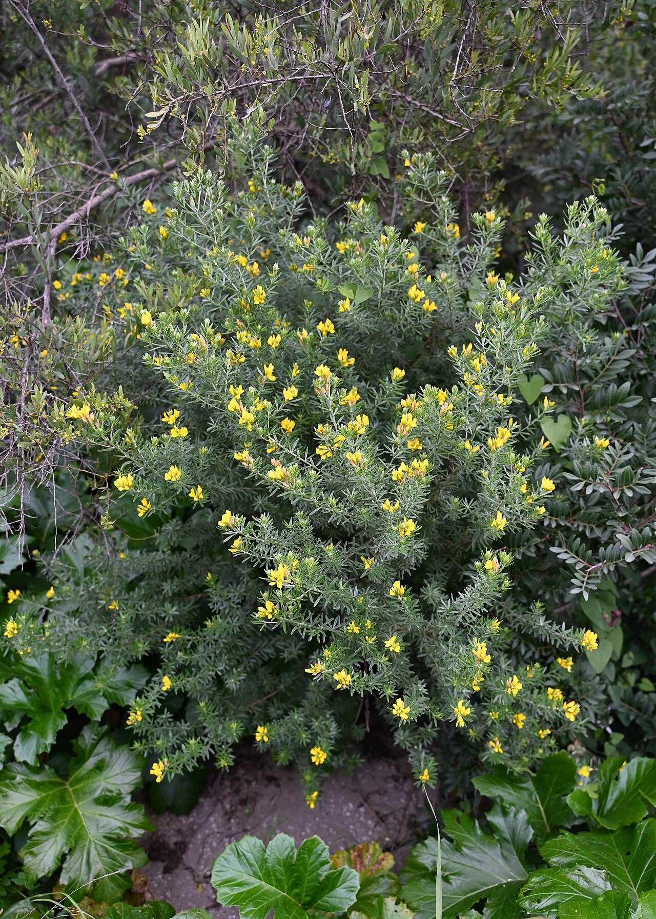 Mediterranean broom: Genista linifolia in Gibraltar