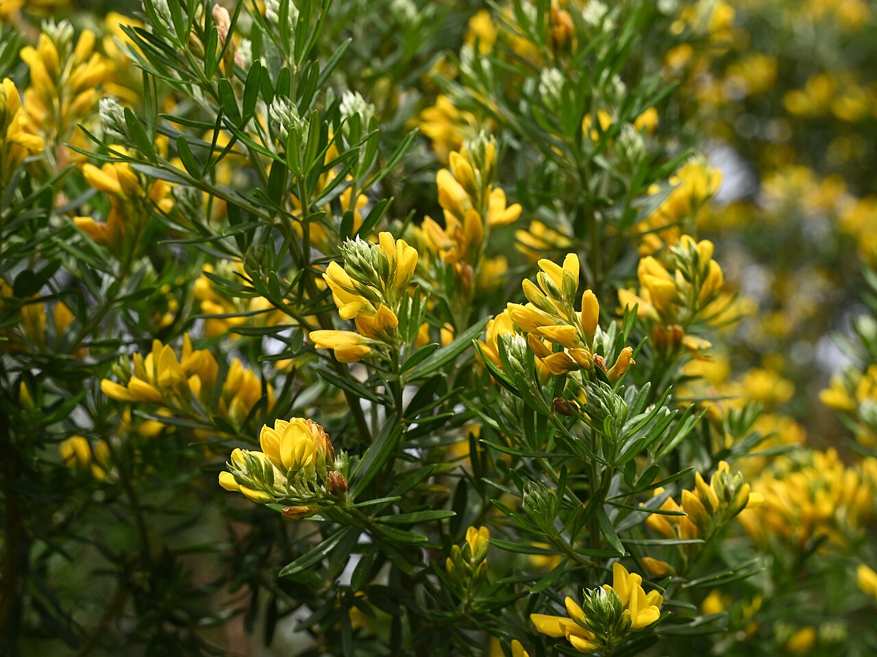 Mediterranean broom: Genista linifolia in Cerro del Hierro, Andalusia