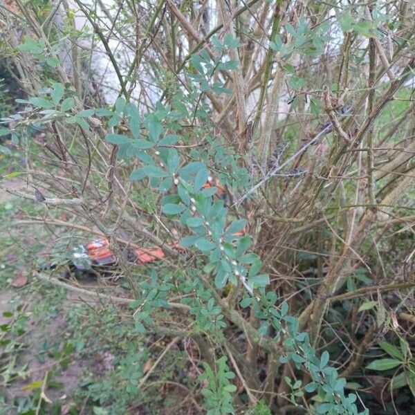 French broom (Genista monspessulana)