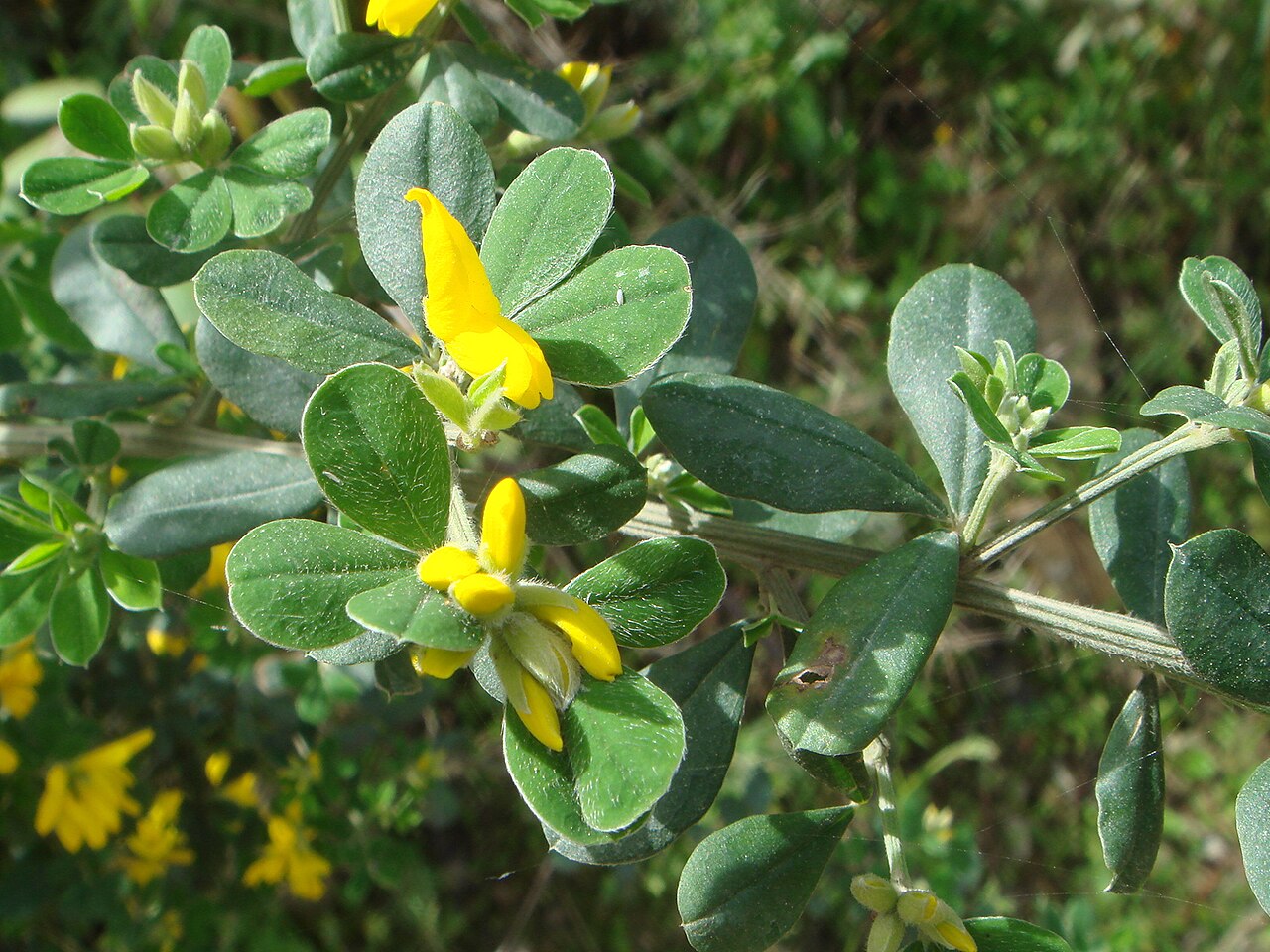 French broom: ( Genista monspessulana ), Ceuta, España