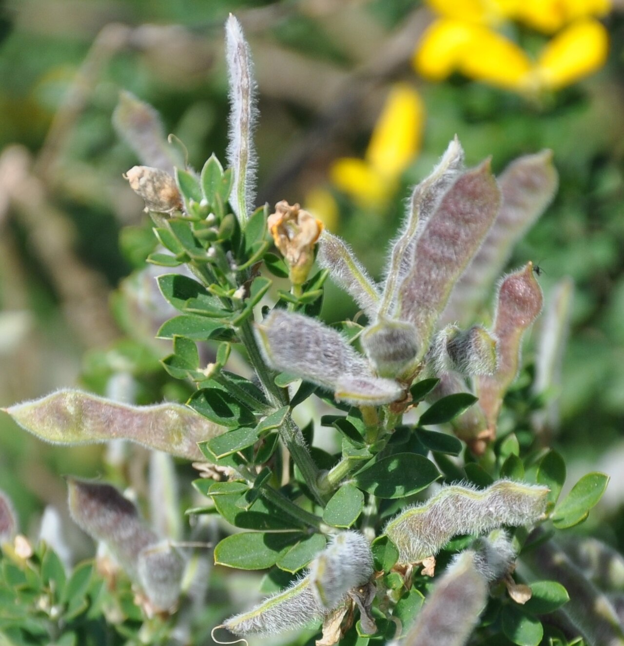 French broom: Legumbres de retamilla ( Genista monspessulana ), Ceuta, España.