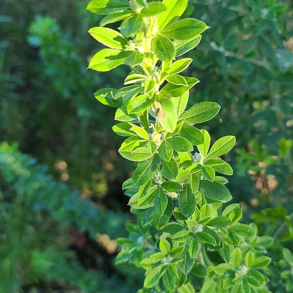 French broom (Genista monspessulana)