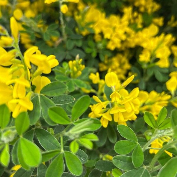 French broom (Genista monspessulana)