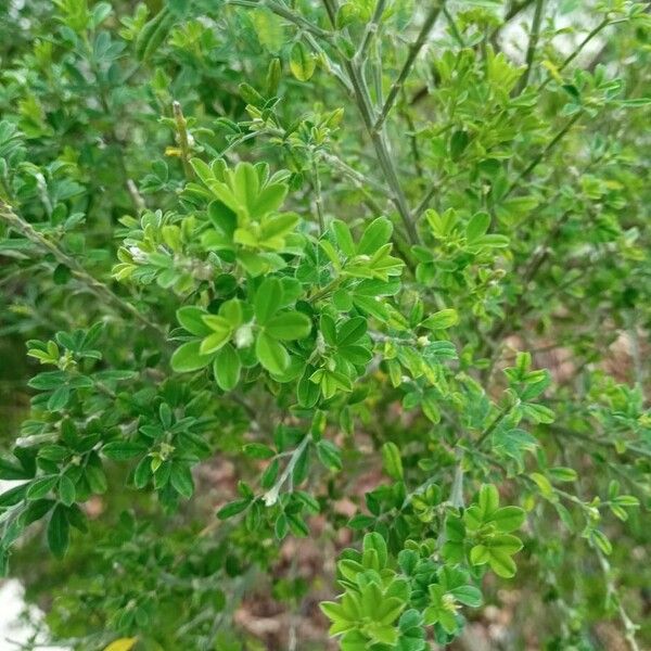 French broom (Genista monspessulana)