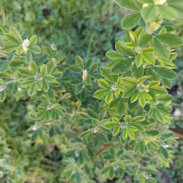 French broom (Genista monspessulana)