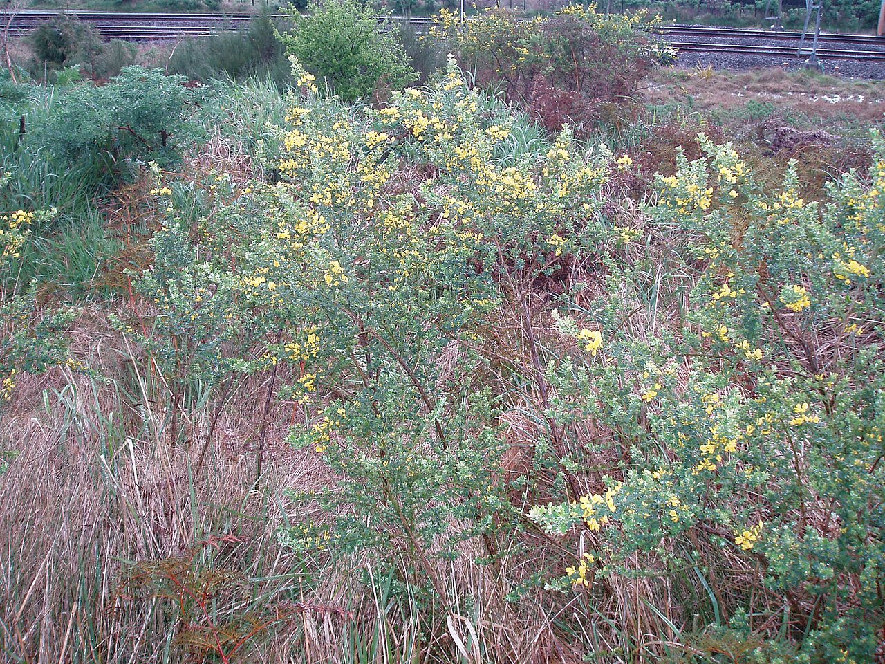 French broom (Genista monspessulana)