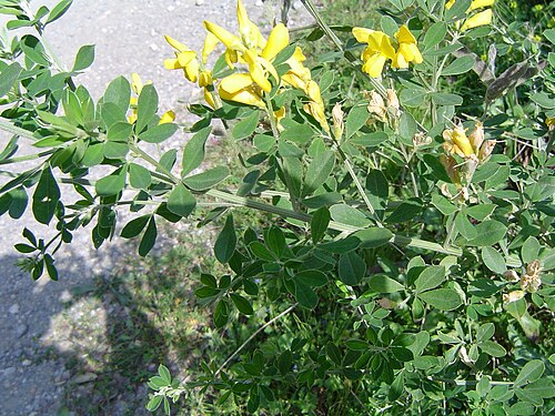 French broom: Teline monspessulana sin. Genista monspessulana, Ceuta NW de África, España