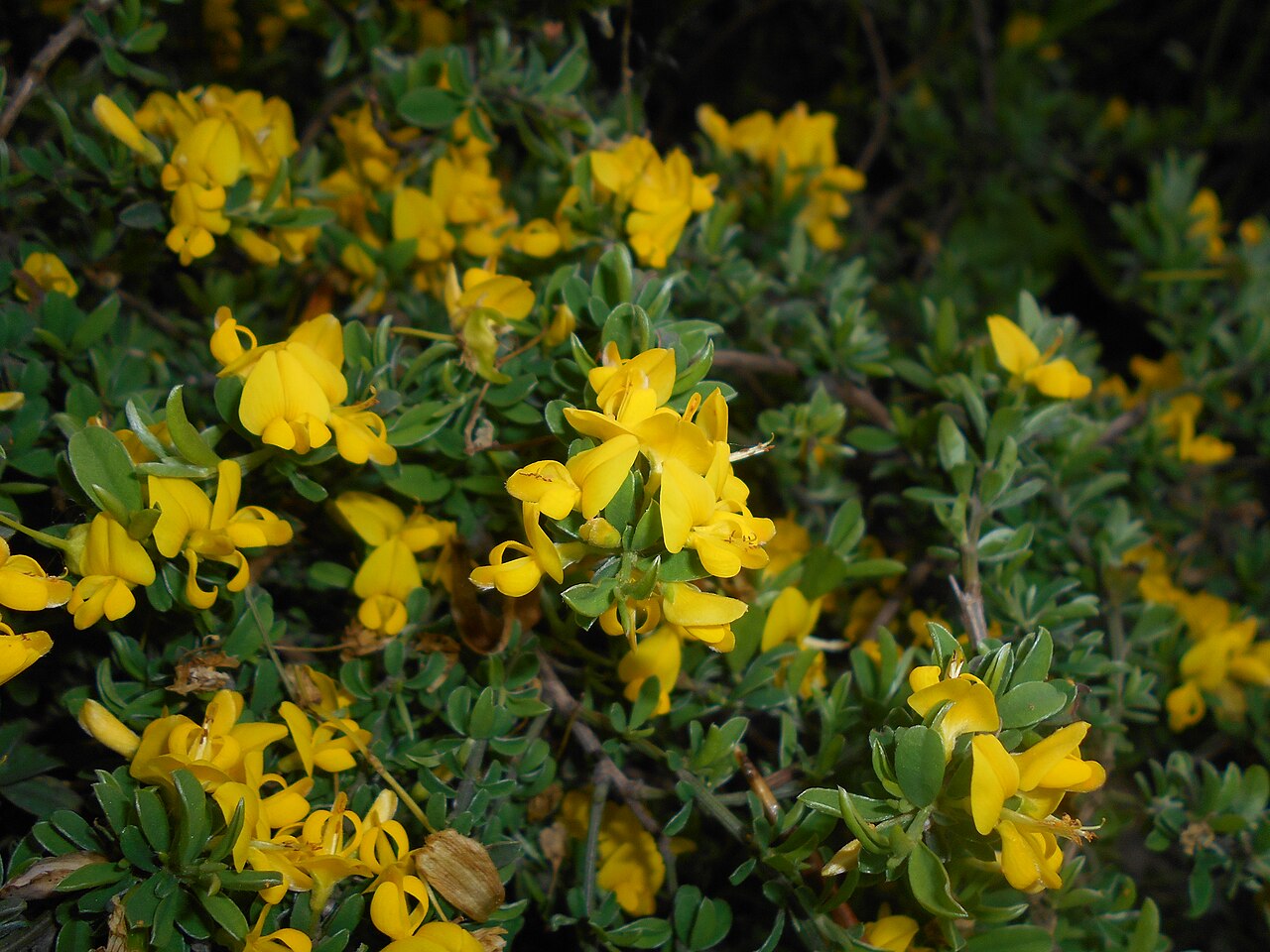 Hairy greenweed: Janowiec włosisty ( Genista pilosa ), Ogród Botaniczny UMCS w Lublinie