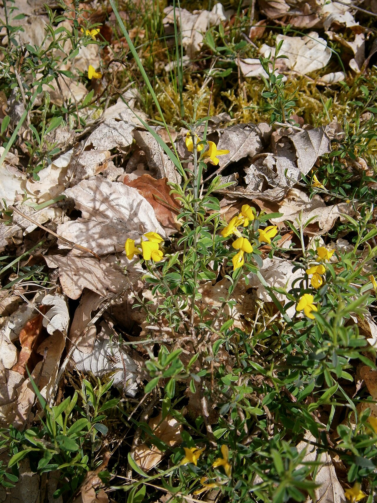 Hairy greenweed: Genista pilosa