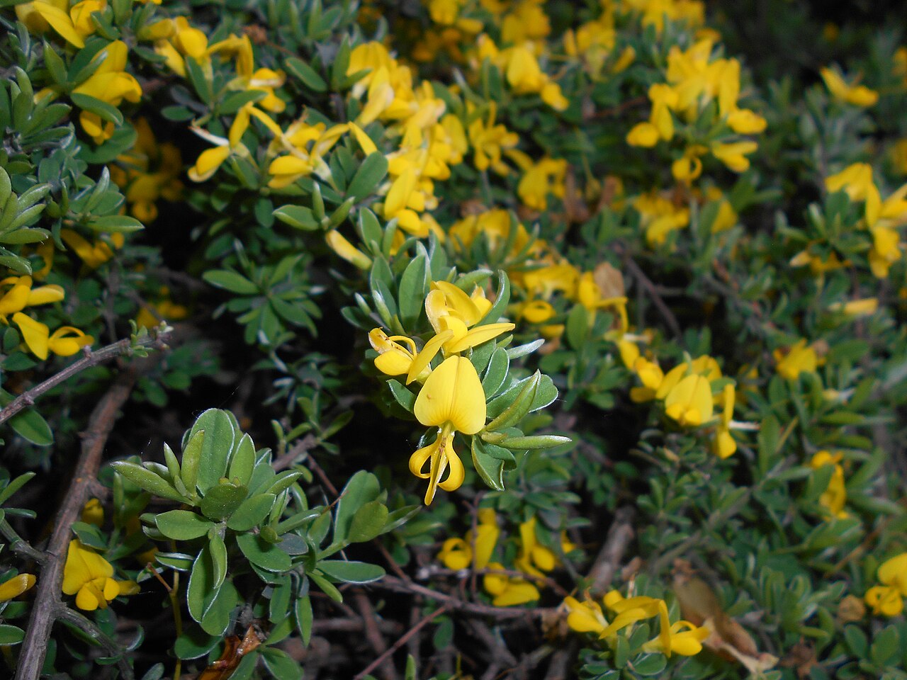 Hairy greenweed: Janowiec włosisty ( Genista pilosa ), Ogród Botaniczny UMCS w Lublinie