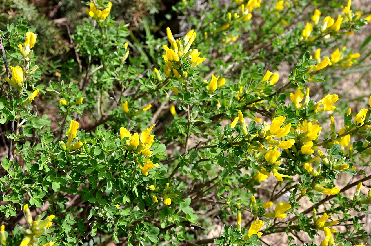 Hairy greenweed: Taken in Shio Mgvime