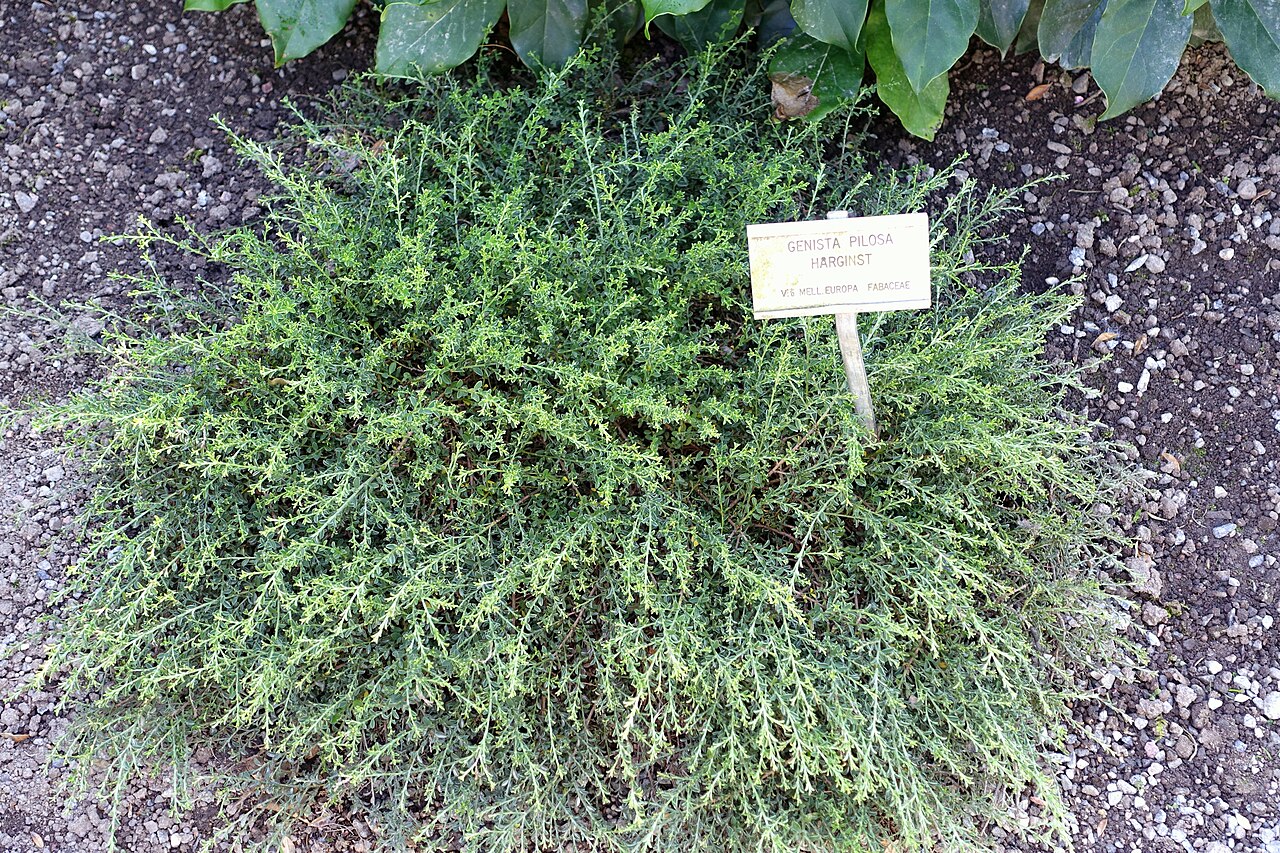 Hairy greenweed: Botanical specimen in the Bergianska trädgården - Stockholm, Sweden.