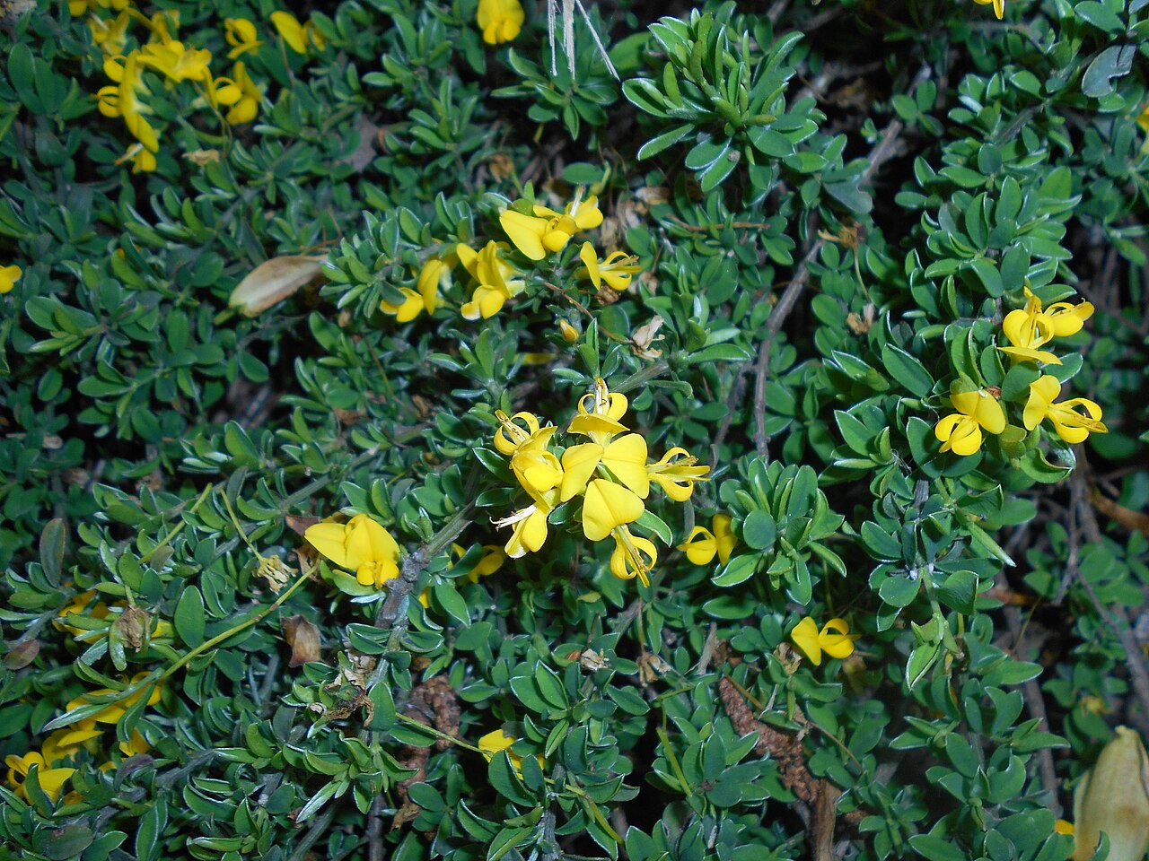 Hairy greenweed: Janowiec włosisty ( Genista pilosa ), Ogród Botaniczny UMCS w Lublinie