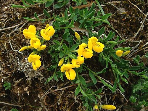 Hairy greenweed (Genista pilosa)