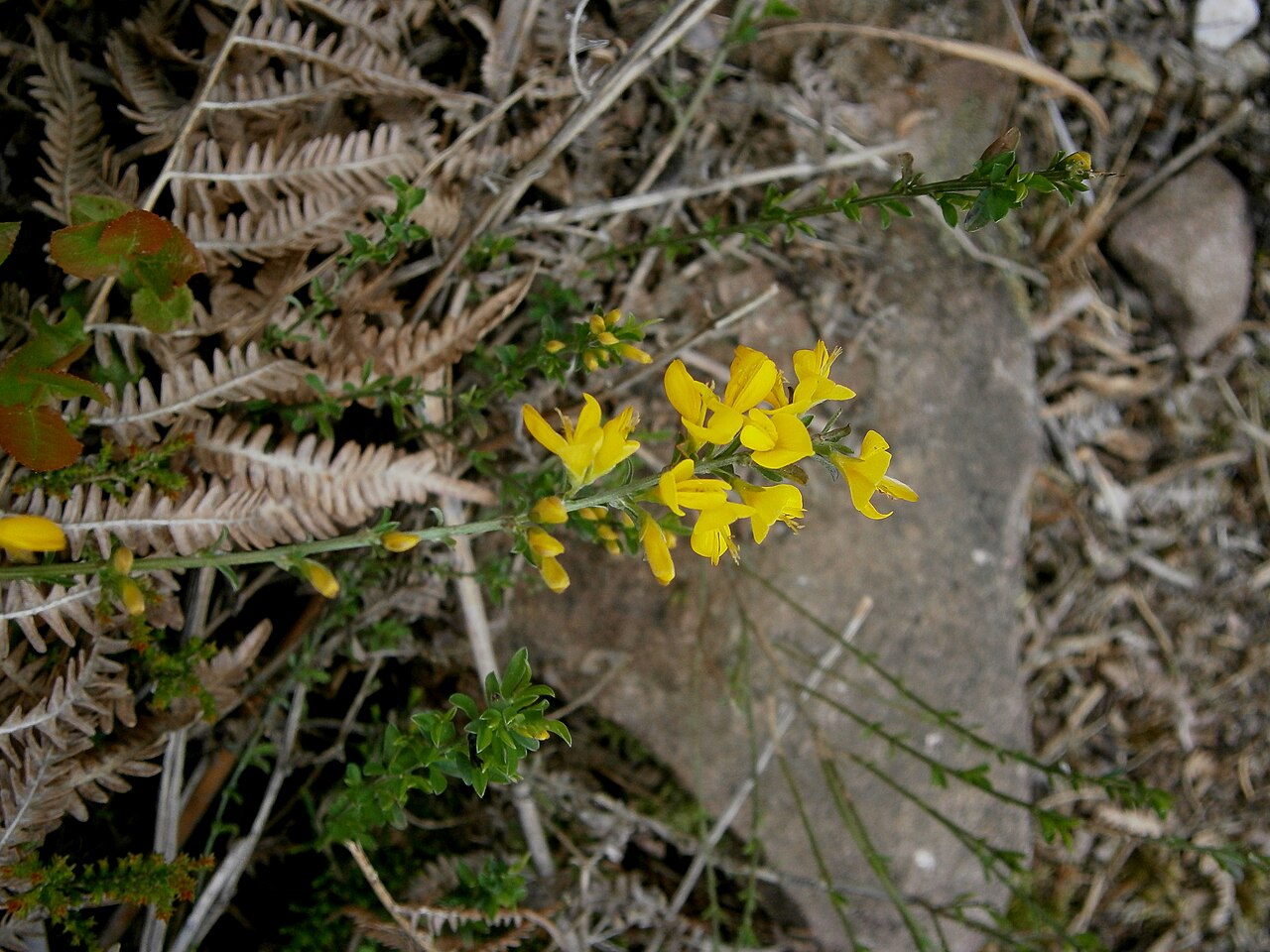 Hairy greenweed: Genista pilosa
