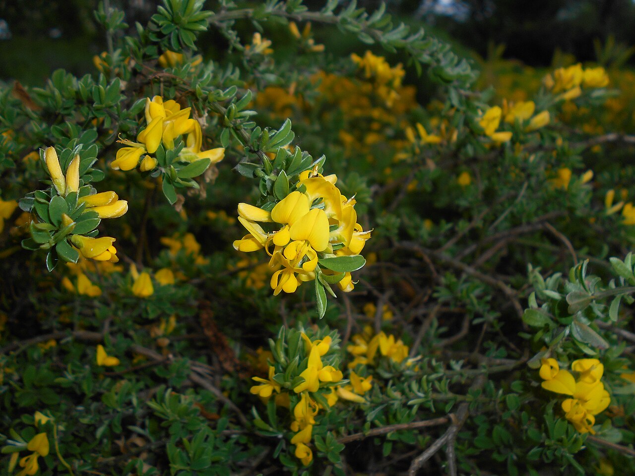 Hairy greenweed: Janowiec włosisty ( Genista pilosa ), Ogród Botaniczny UMCS w Lublinie
