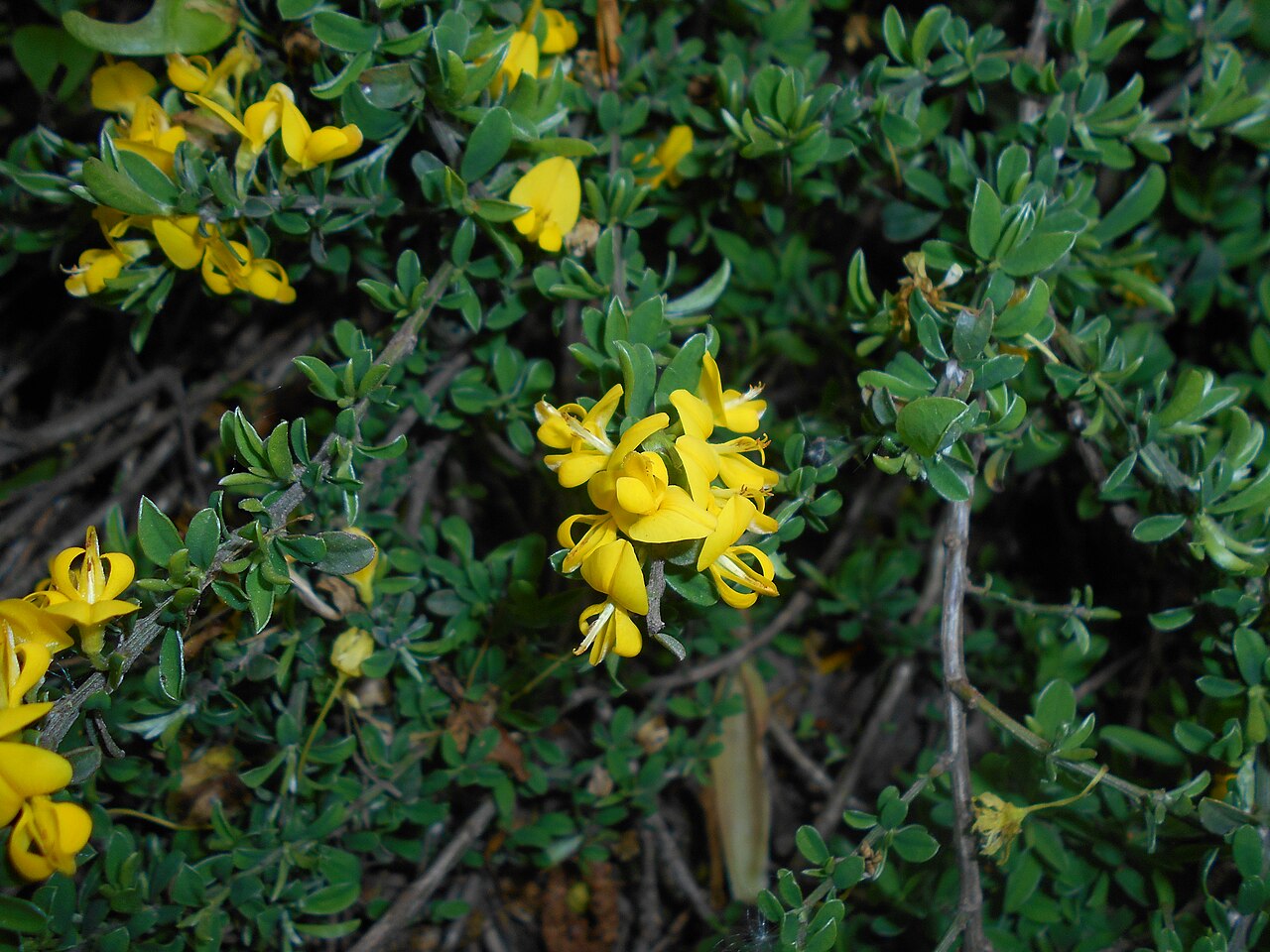 Hairy greenweed: Janowiec włosisty ( Genista pilosa ), Ogród Botaniczny UMCS w Lublinie