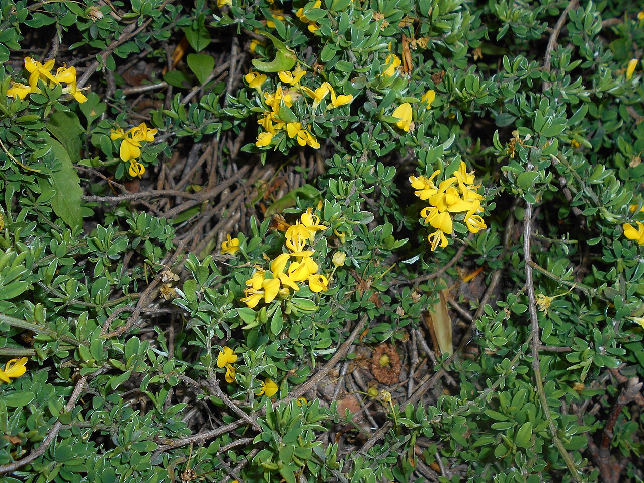 Hairy greenweed: Janowiec włosisty ( Genista pilosa ), Ogród Botaniczny UMCS w Lublinie