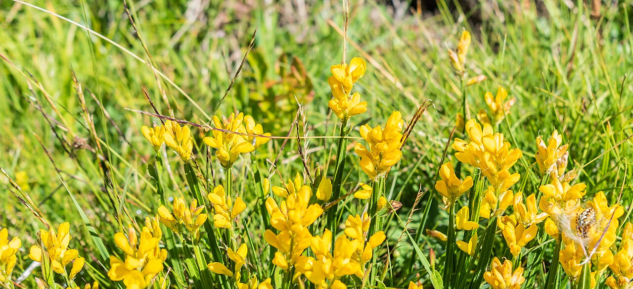 Arrow broom: Genista sagittalis at Col de Joux Plane in commune of Verchaix, Haute-Savoie, France