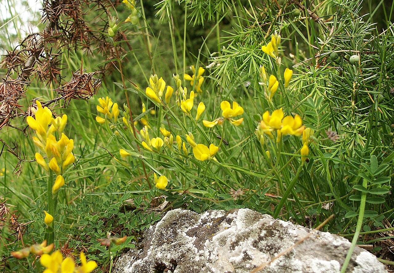 Arrow broom: Genista sagittalis , Heckengäu, Germany