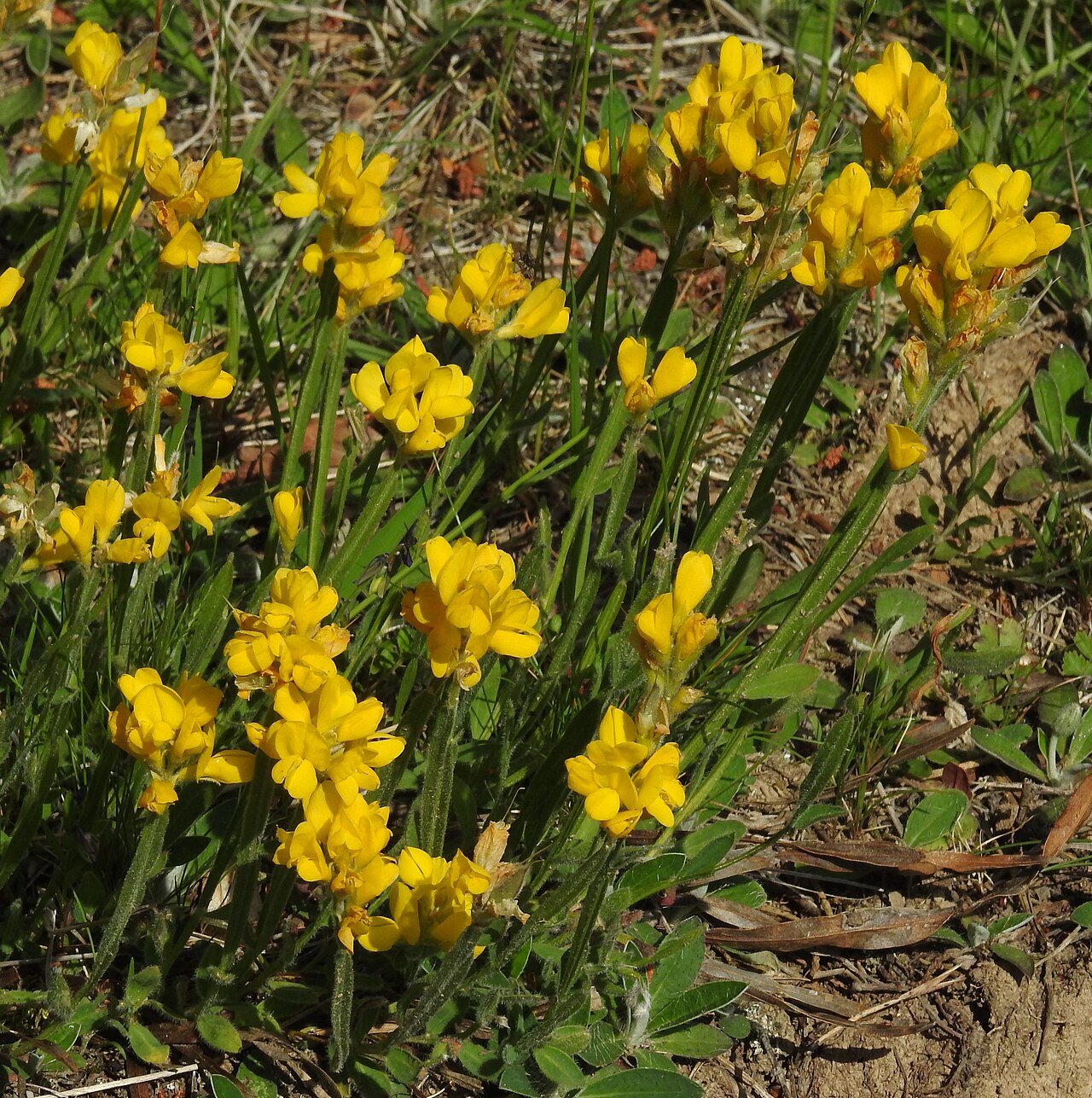 Arrow broom: Genista sagittalis , Swabian Jura , Germany