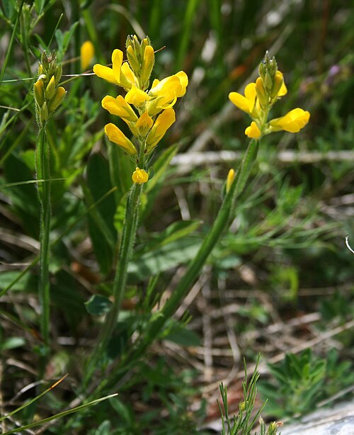 Arrow broom: Flügel-Ginster ( Genista sagittalis ), Hülsenfrüchtler (Fabaceae), Schmetterlingsblütler (Faboideae) - Slowenien/Slovenija/Slovenia: Primorska, Berg Slavnik bei