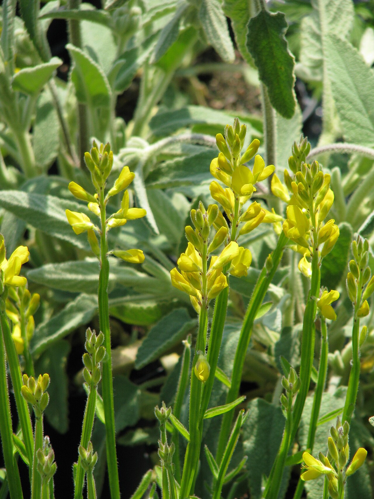 Arrow broom: Genista sagittalis