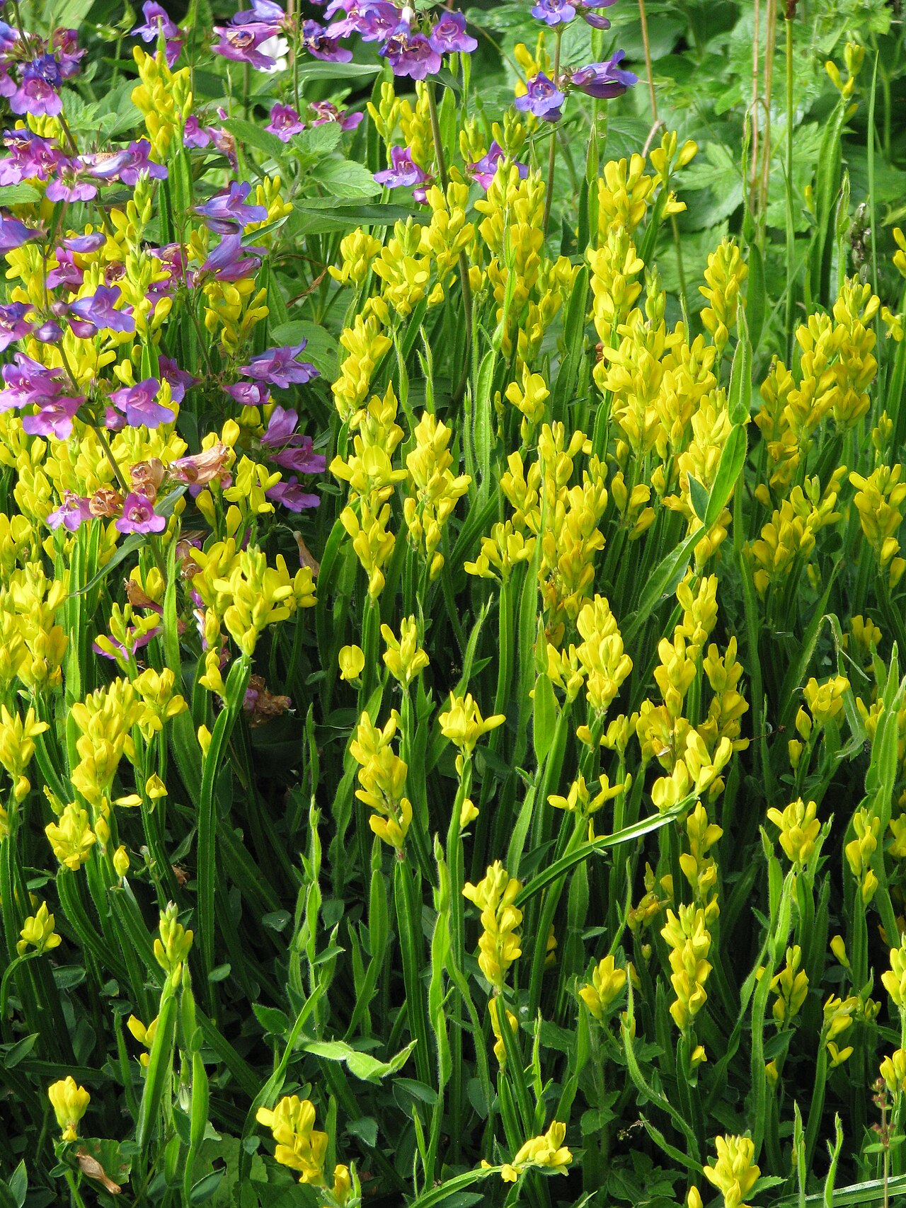 Arrow broom: Chamaespartium sagittalis