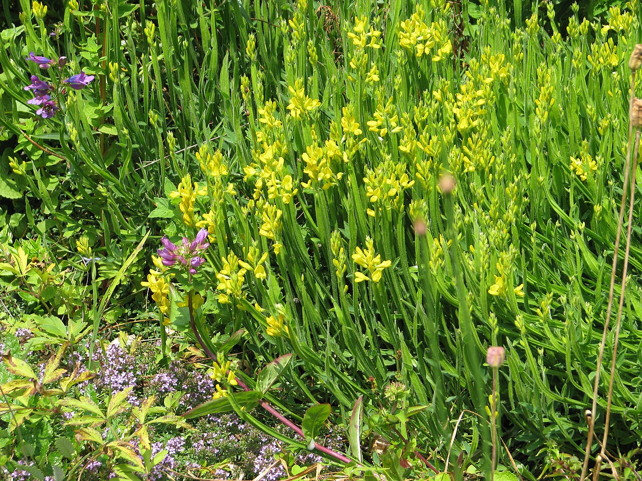 Arrow broom: Genista sagittalis
