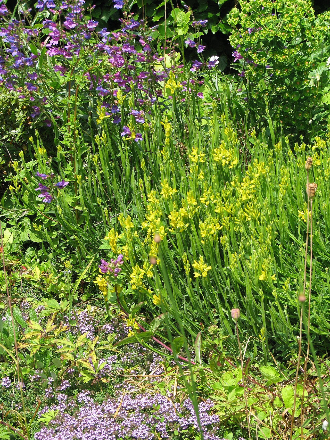 Arrow broom: Genista sagittalis