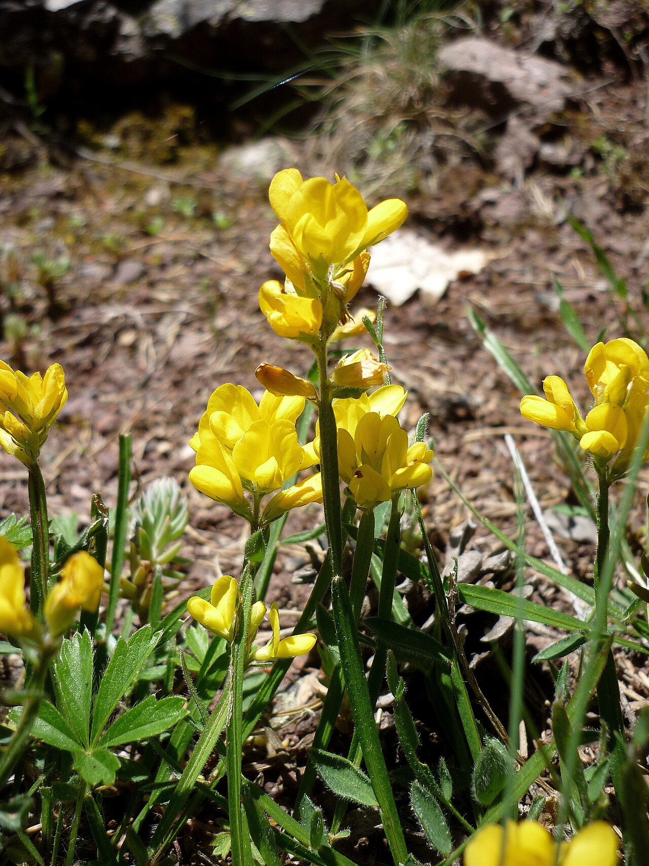 Arrow broom: Genista sagittalis . In Estana (Baixa Cerdanya-Catalunya). To 1.610 m. altitude