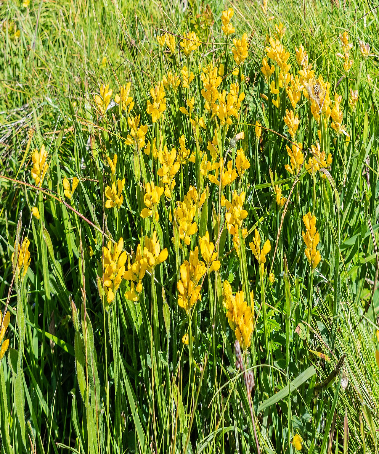 Arrow broom: Genista sagittalis at Col de Joux Plane in commune of Verchaix, Haute-Savoie, France