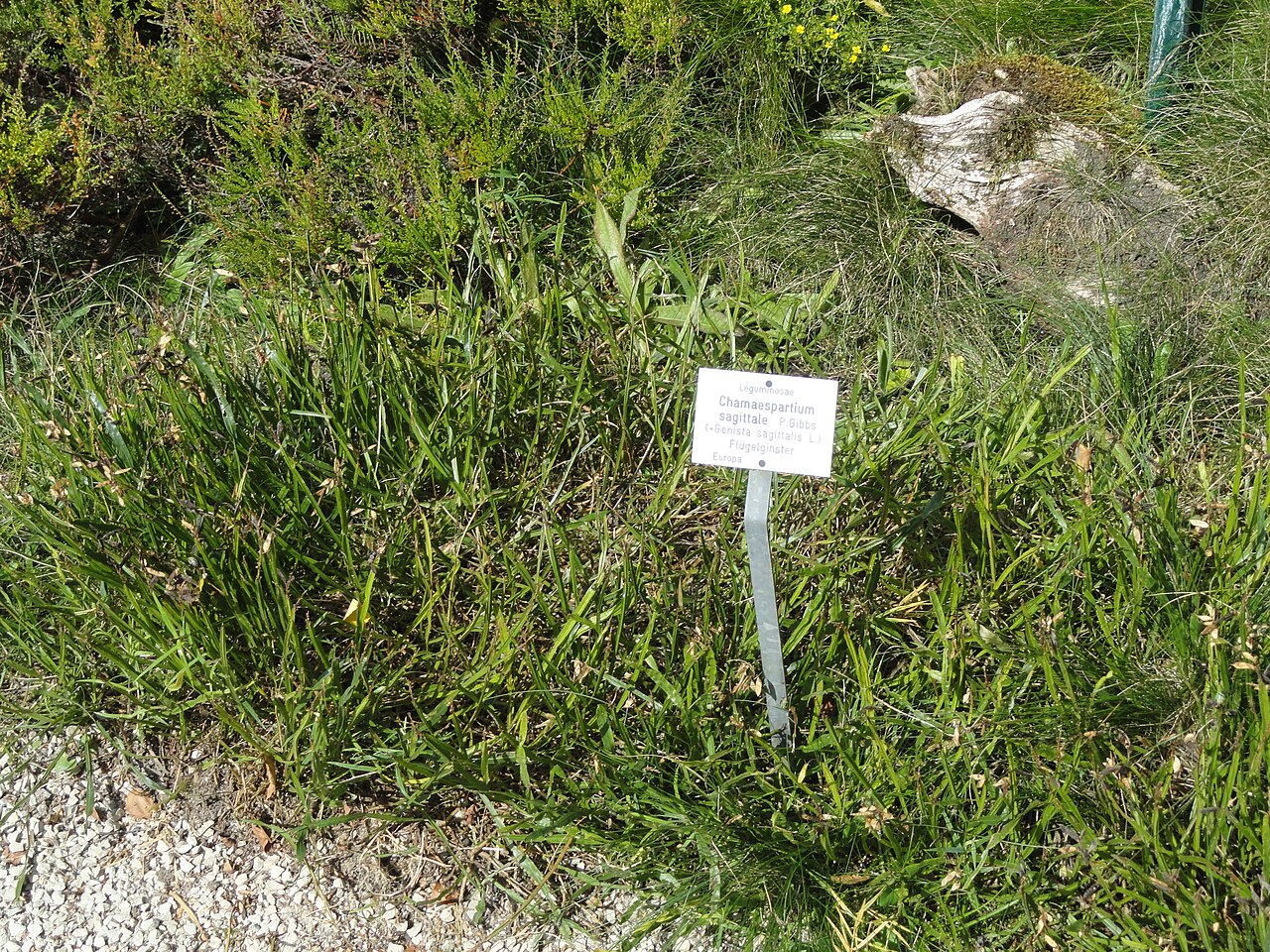 Arrow broom: Botanical specimen in the Botanischer Garten, Frankfurt am Main, located at Siesmayerstraße 72, Frankfurt am Main, Germany.