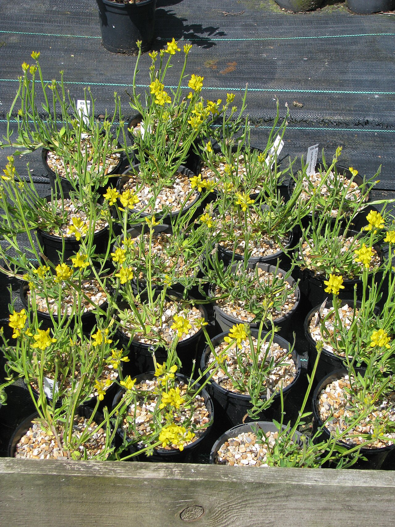 Arrow broom: Genista sagittalis