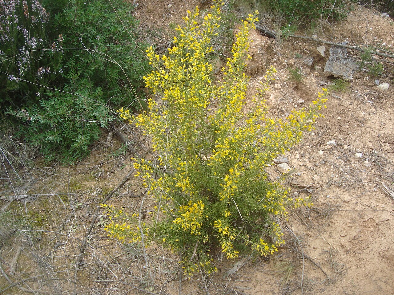 Genista scorpius: La aliaga (Genista scorpius) es una planta muy espinosa; pero en primavera cambia radicalmente de aspecto al cubrirse de olorosas flores de un amarillo radiante