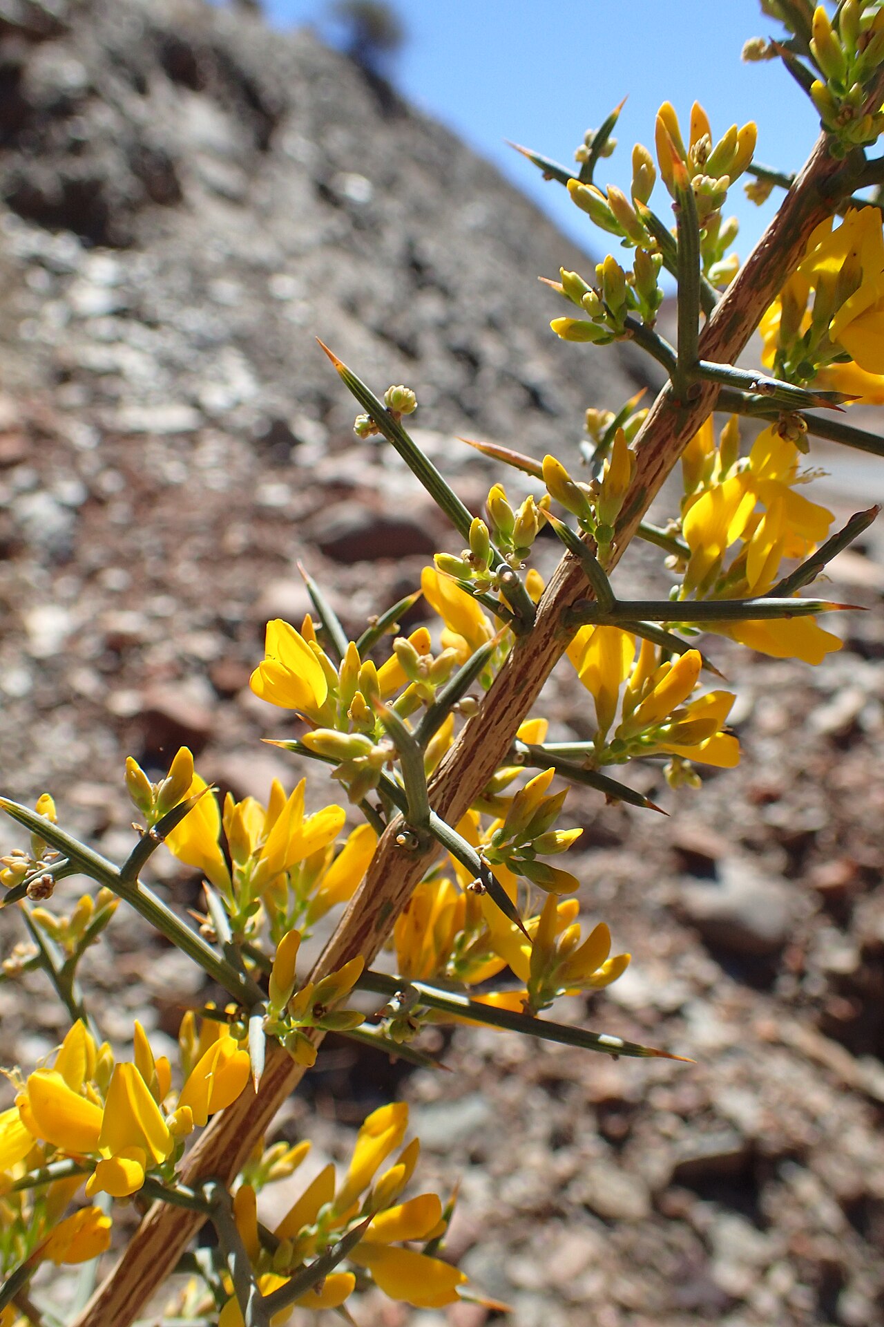 Genista scorpius: Genista scorpius in Iflilte