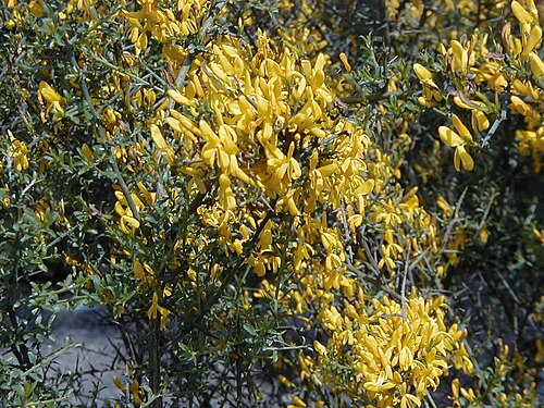 Genista scorpius: Genista scorpius. Real Jardín Botánico, Madrid