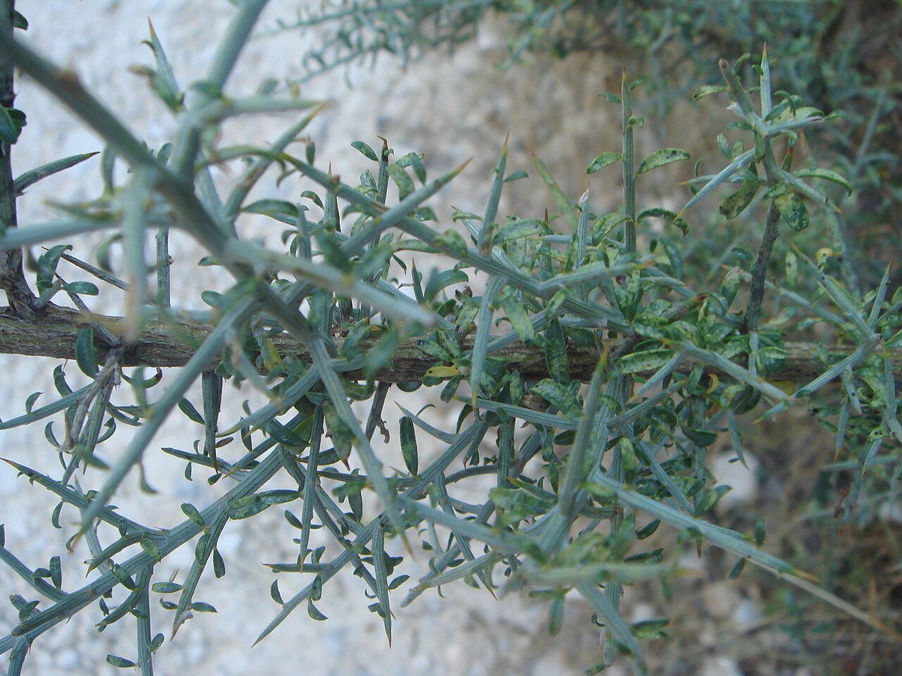 Genista scorpius: ( Genista scorpius ), Spain, Sierra de Atapuerca, Burgos province.