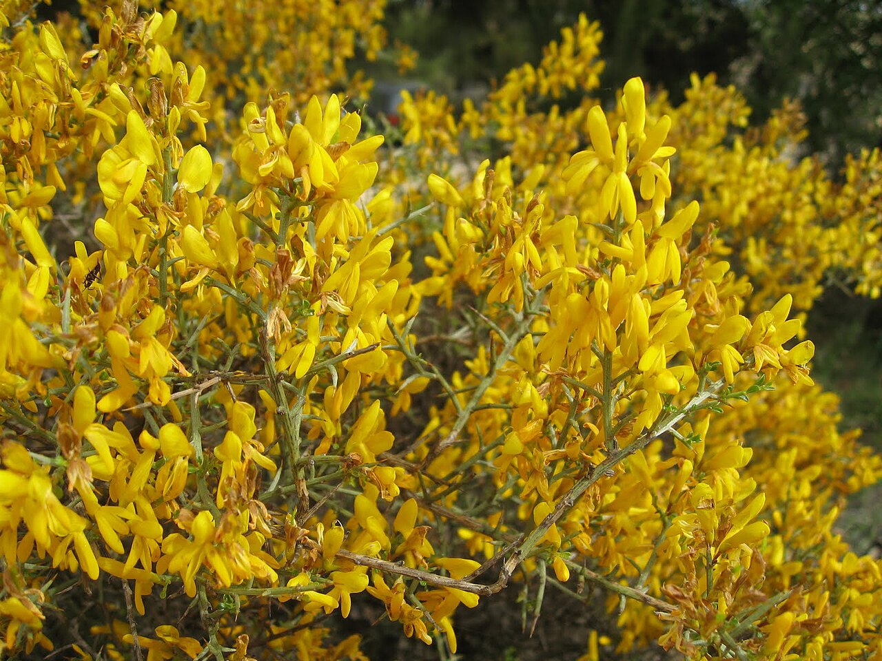 Genista scorpius (Genista scorpius)