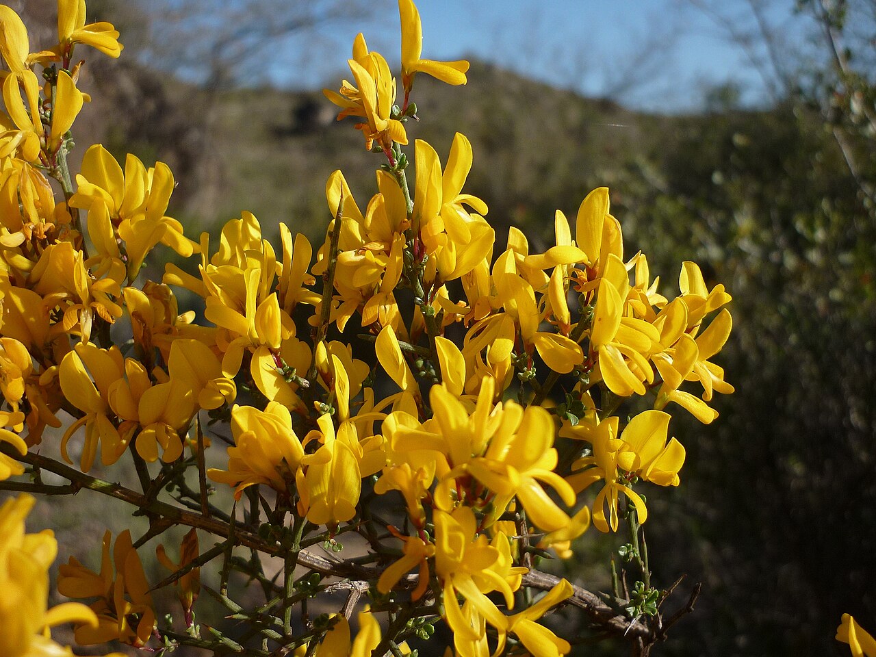 Genista scorpius: Genista scorpius . In Torà (Segarra-Catalunya). To 580 m. altitude