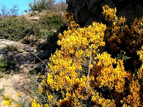 Genista scorpius: Genista scorpius . In Torà (Segarra-Catalunya). To 495 m. altitude
