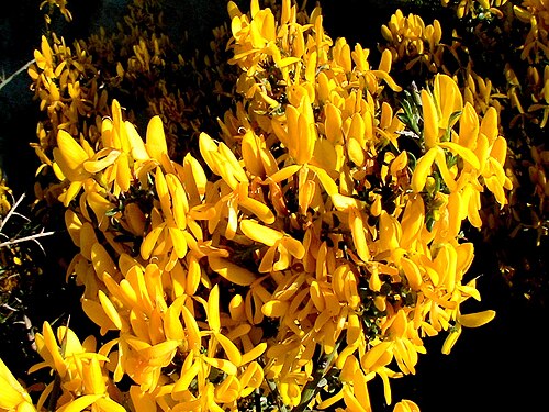 Genista scorpius: Genista scorpius . In Torà (Segarra-Catalunya). To 495 m. altitude