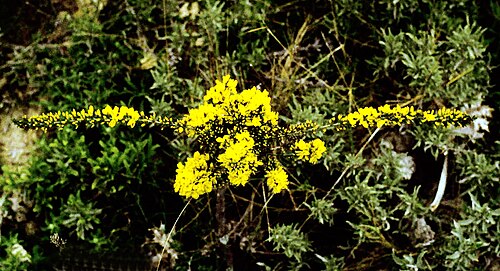 Genista scorpius: Flowering Genista scorpius. Province of Burgos, Castile and León, Spain