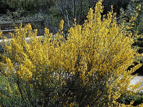 Genista scorpius: Genista scorpius. Real Jardín Botánico, Madrid