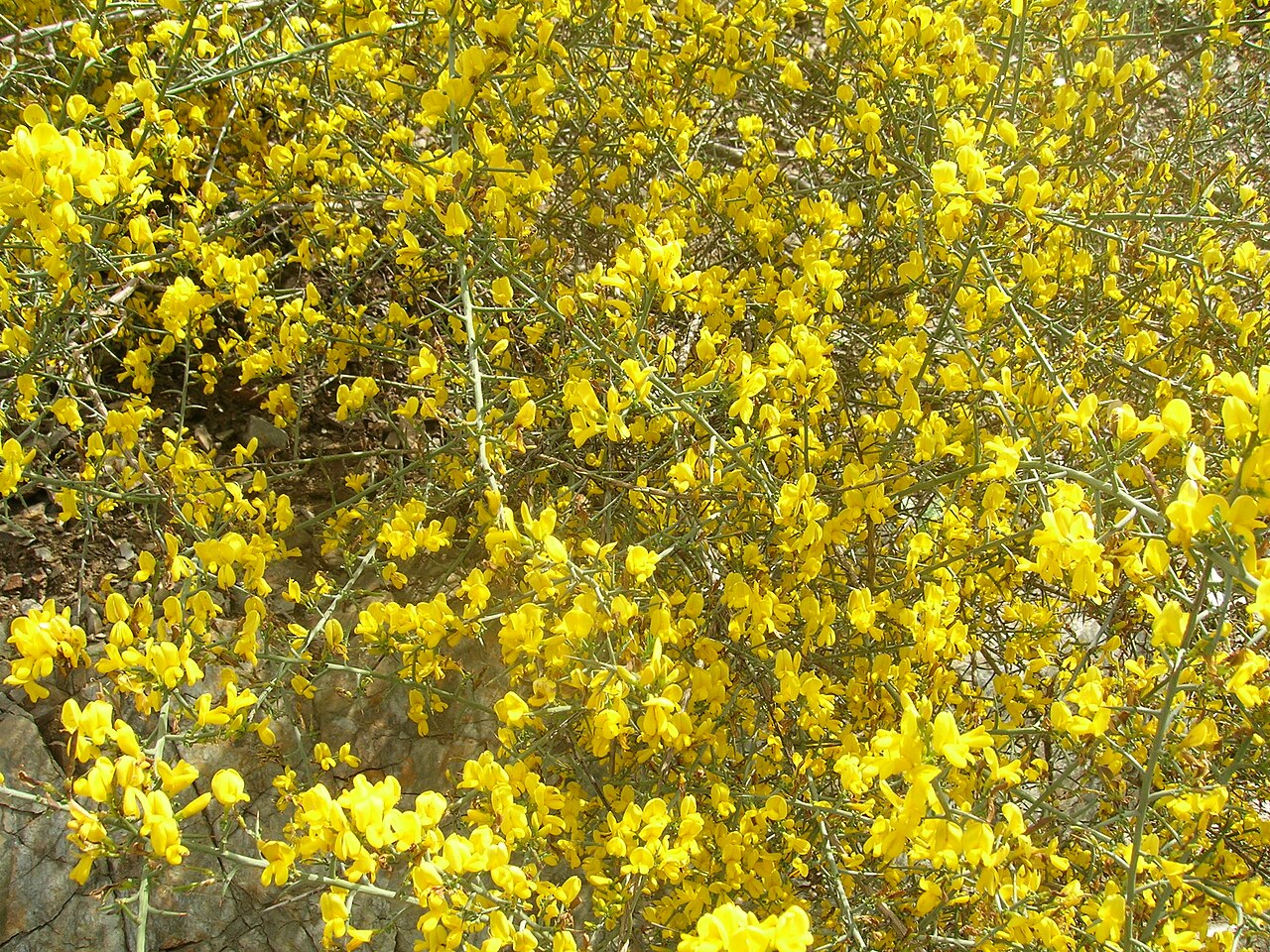 Genista scorpius: Exuberante floración de las aliagas a lo largo y ancho del valle