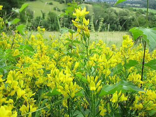 Dyer's greenweed: Färber-Ginster ( Genista tinctoria ) im Naturschutzgebiet Südlicher Bliesgau/Auf der Lohe bei Gersheim