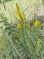 Dyer's greenweed (Genista tinctoria)