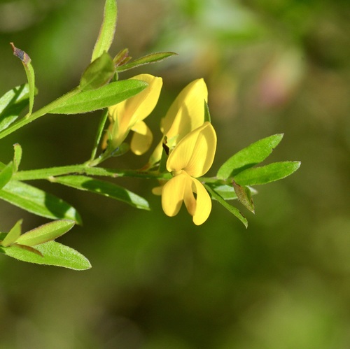 Dyer's greenweed (Genista tinctoria)