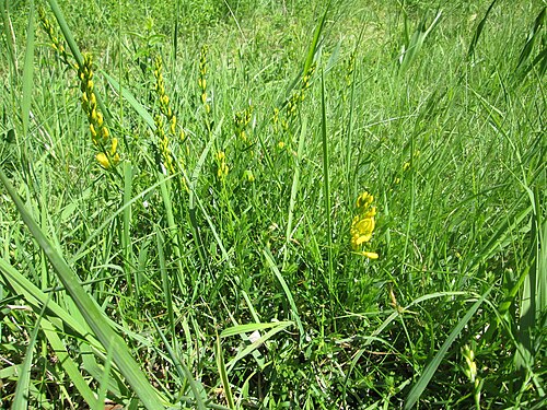 Dyer's greenweed: Färber-Ginster ( Genista tinctoria ) im Naturschutzgebiet „Wusterhang“ oberhalb von Fechingen