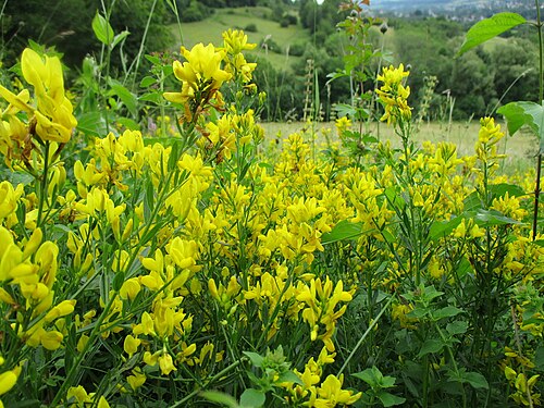 Dyer's greenweed: Färber-Ginster ( Genista tinctoria ) im Naturschutzgebiet Südlicher Bliesgau/Auf der Lohe bei Gersheim